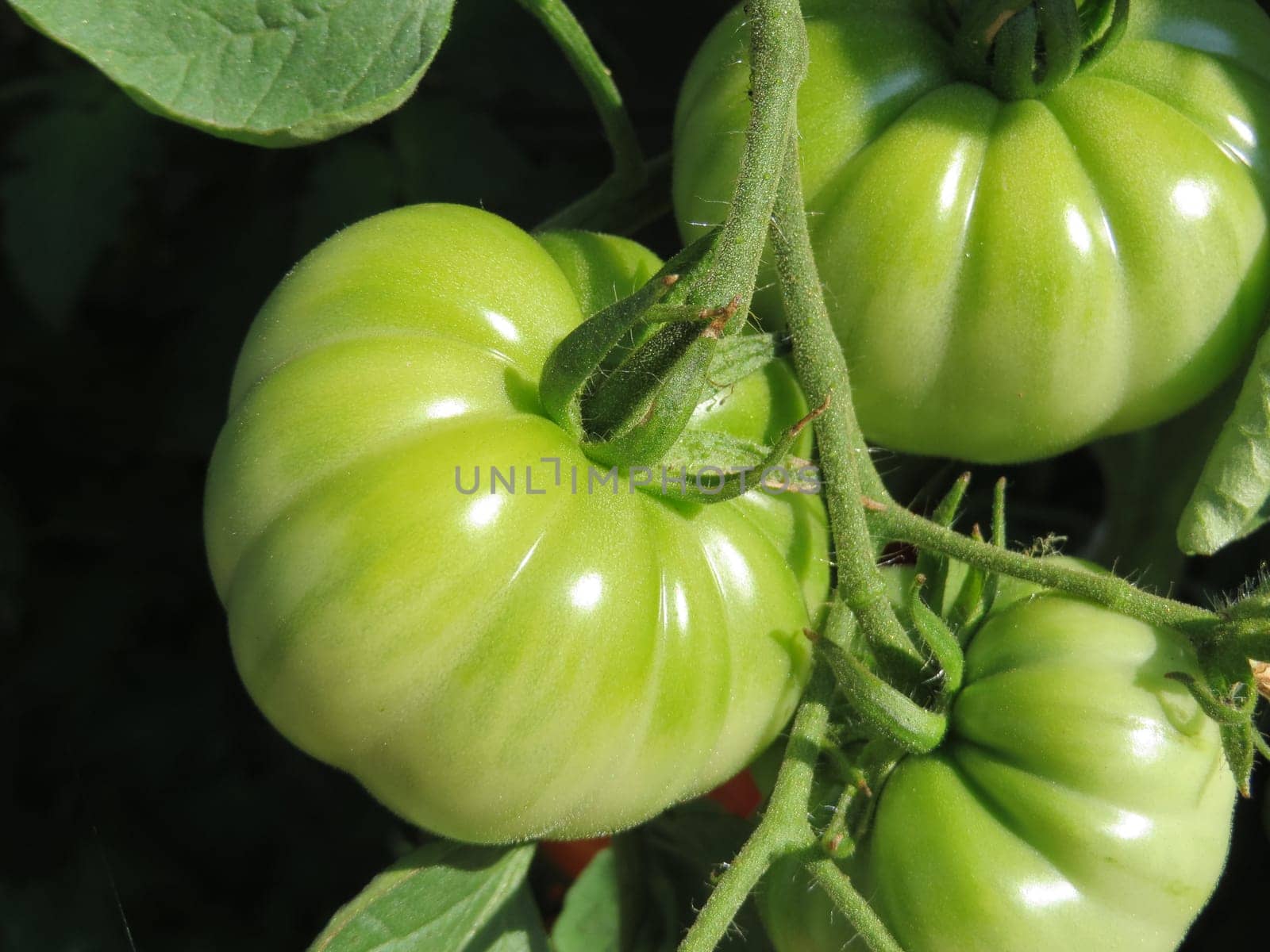 Tomato - Costoluto fiorentino
