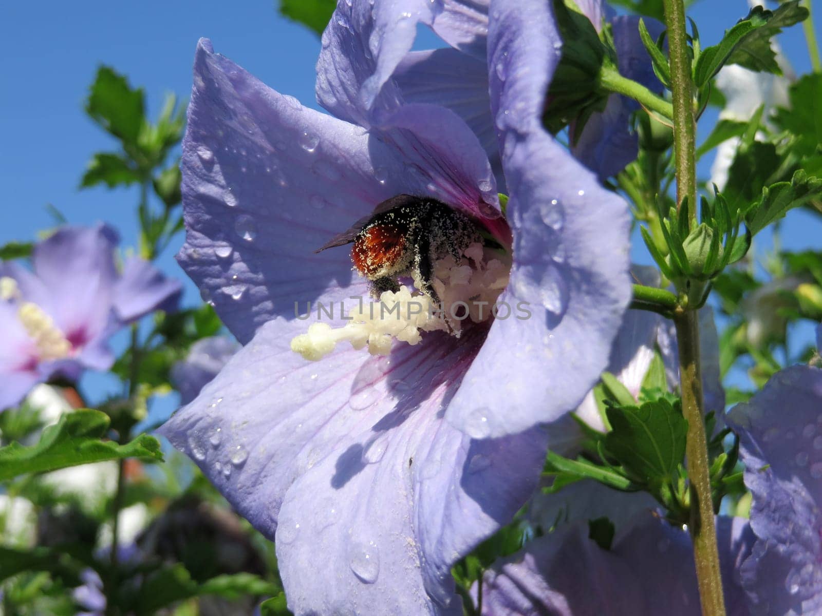 Shrub marshmallow - Hibiscus syriacus - Blue bird -