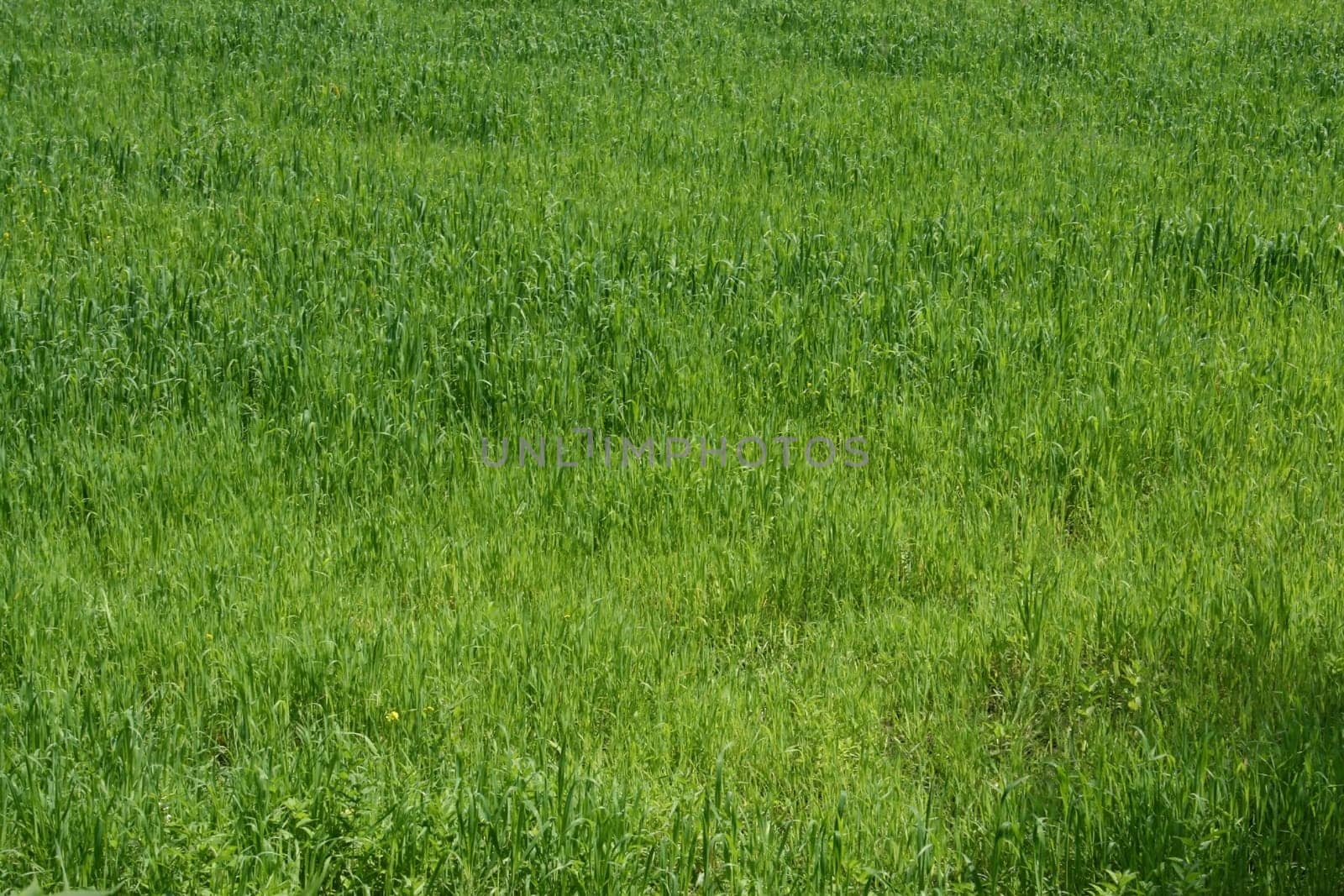 The area of a green grass as a background