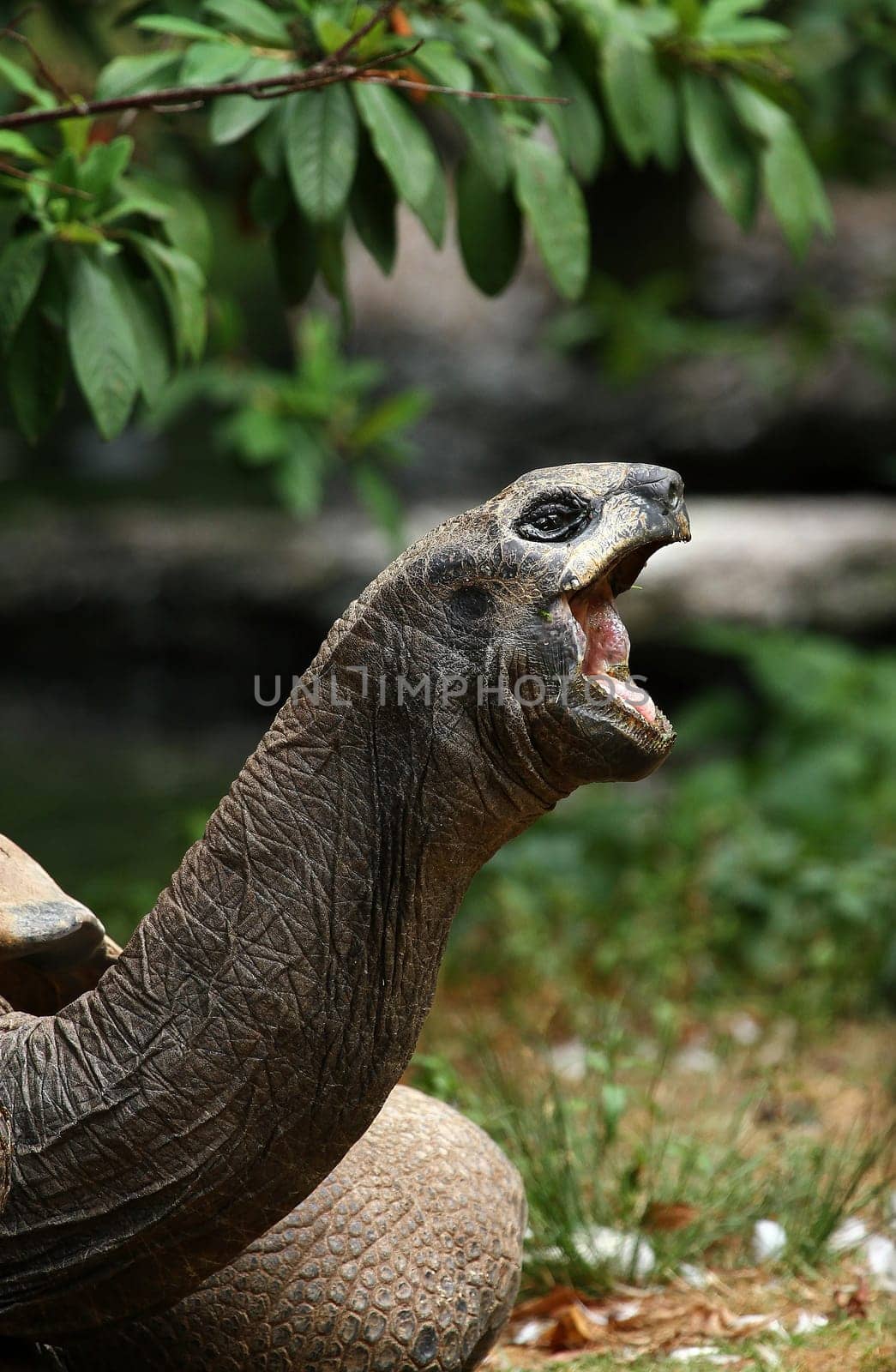 Seychelles turtle