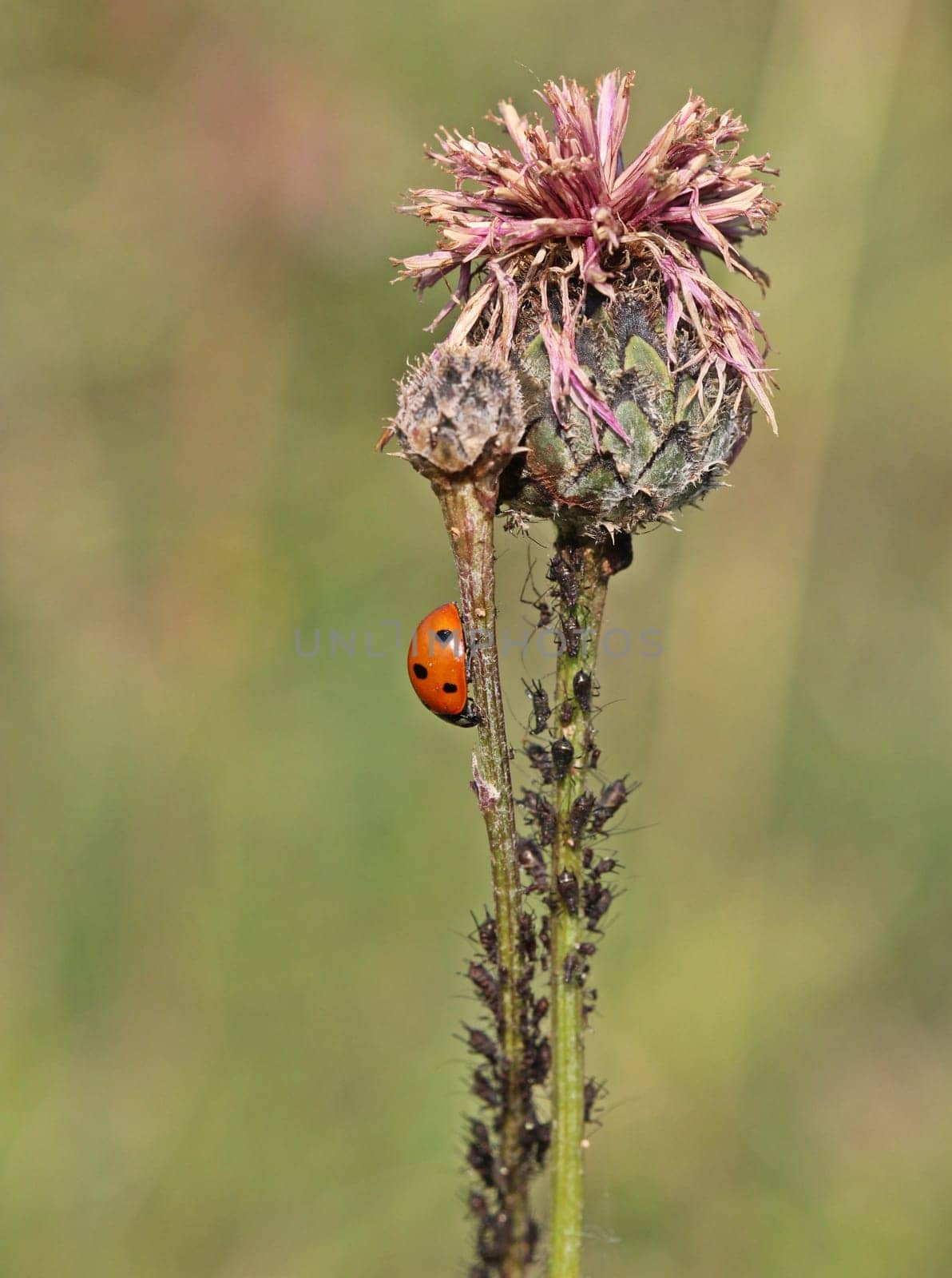 Ladybug eats aphids on scabiosis flake flower