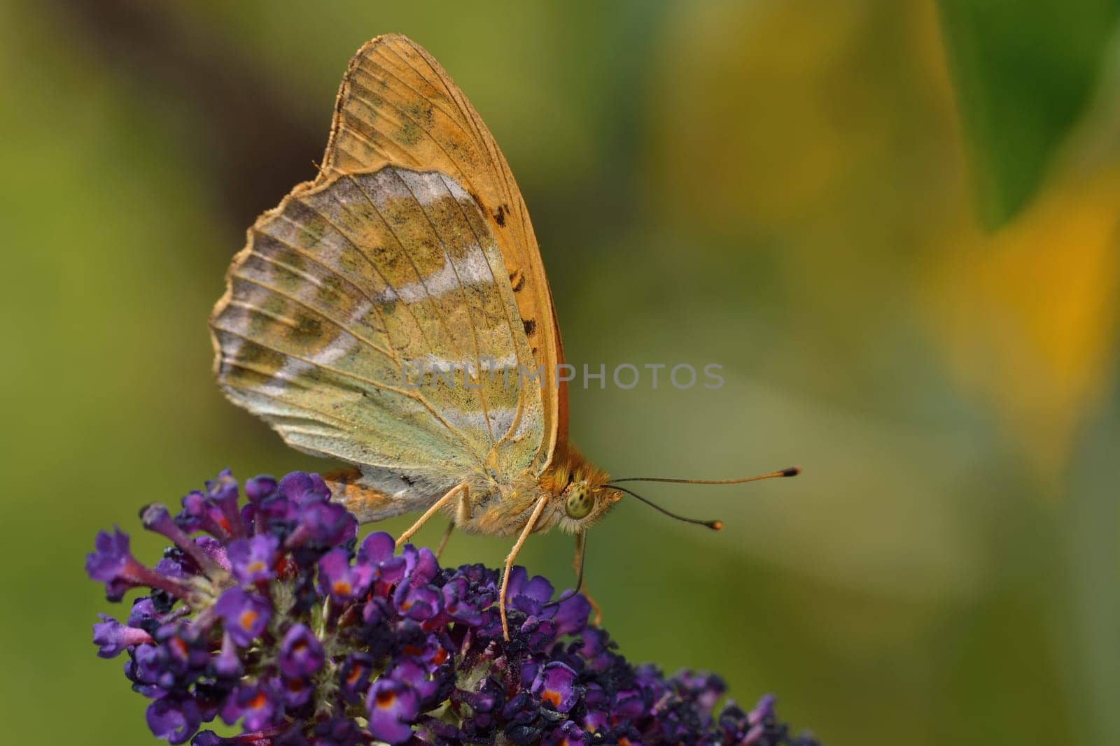 silver-washed fritillary on lilac in summer