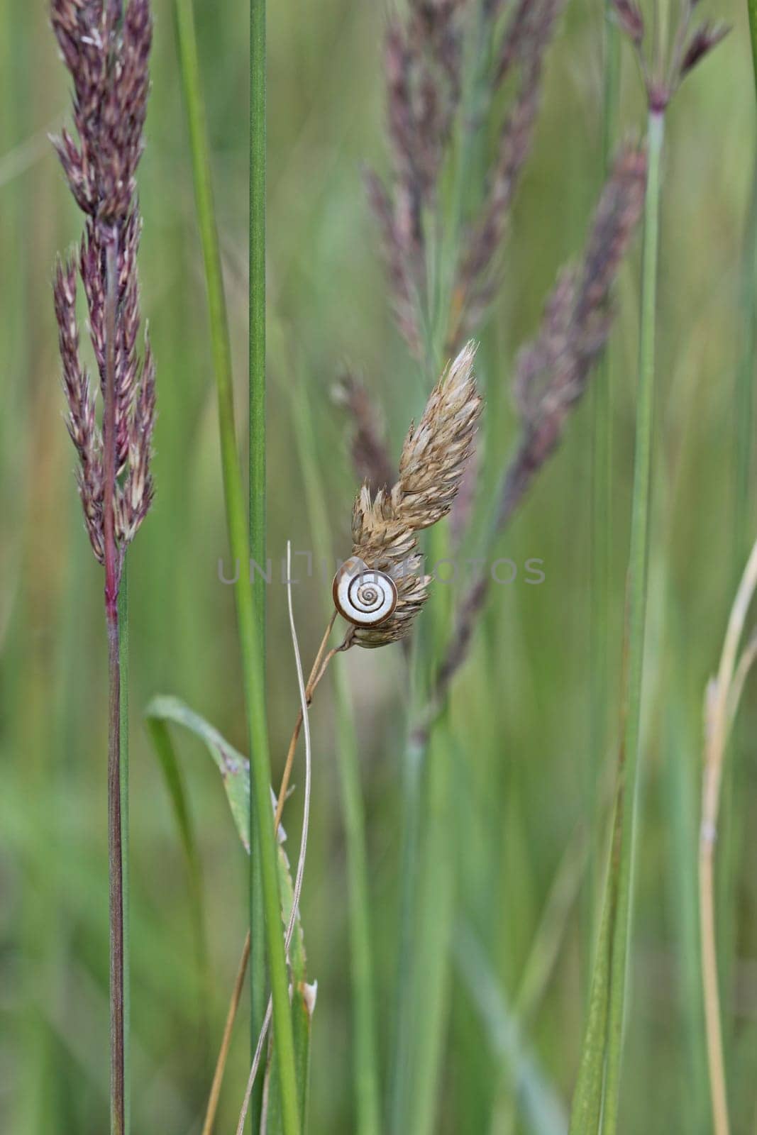 Western heath snail on the Dörnberg