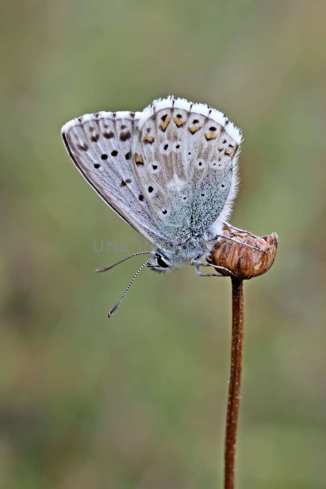 Polyommatus coridon