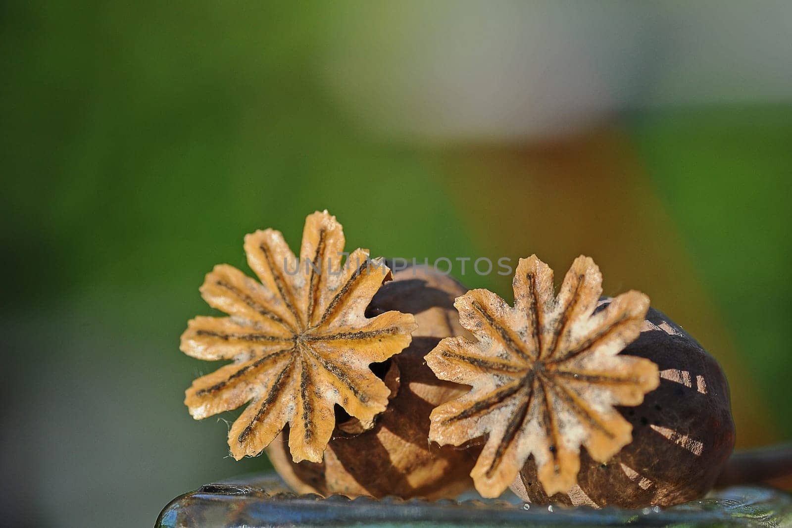 Poppy seed capsules