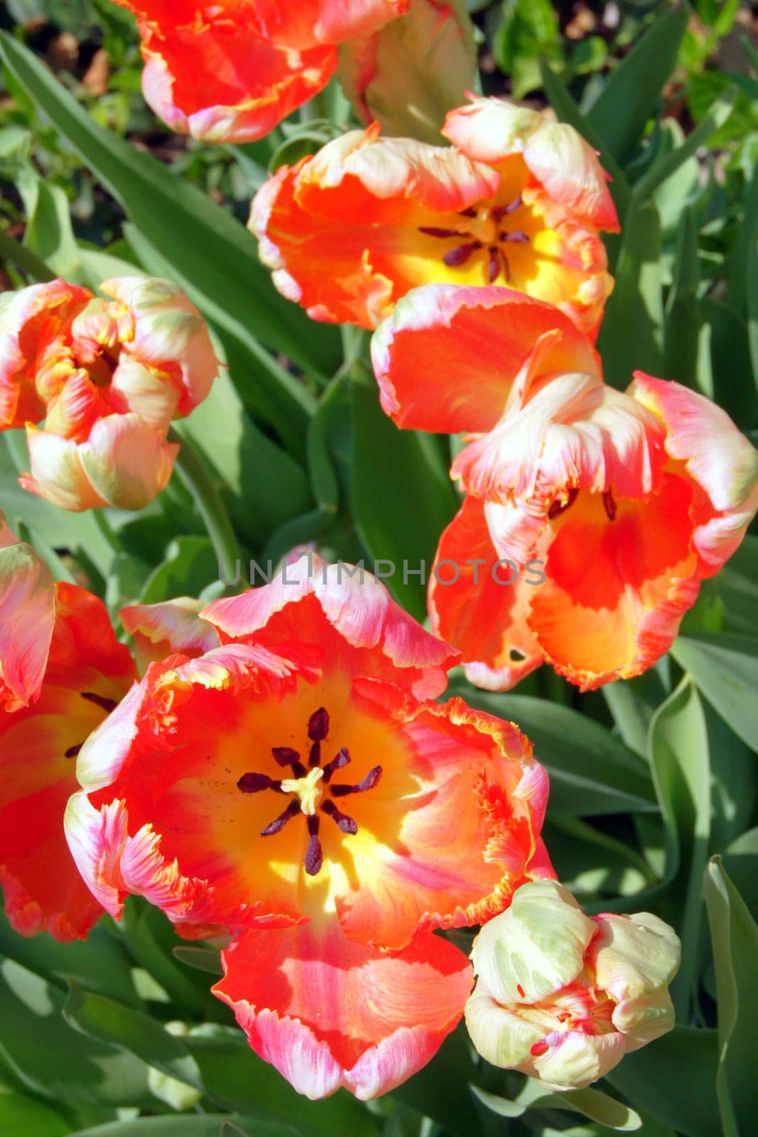 Tulip field,Rombergpark