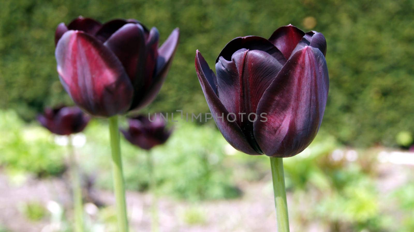 Purple Tulips,Rombergpark