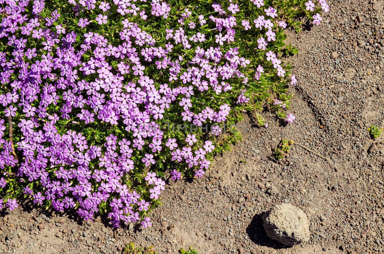 Purple flowers growing in a harsh mountain setting