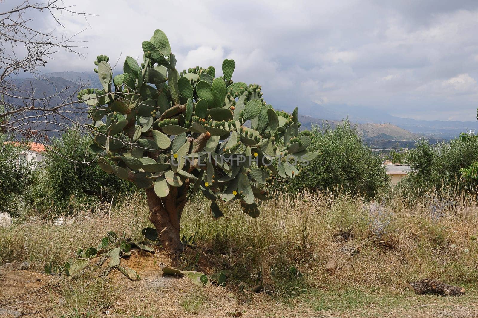 Cactus