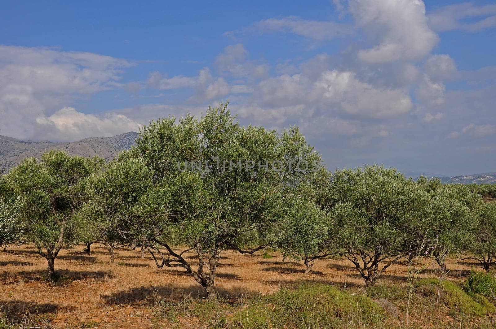 Olive plantation