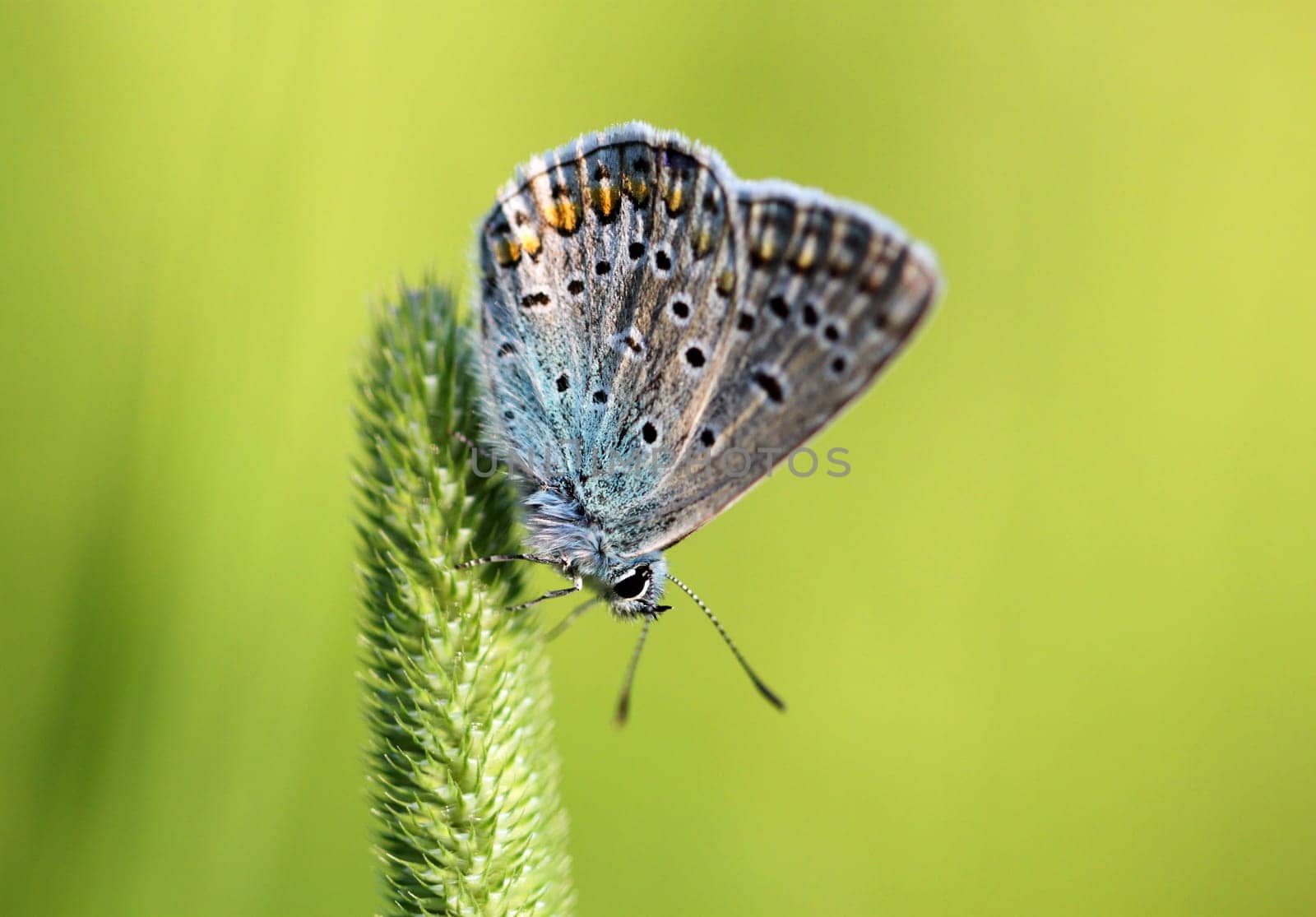 Common Blue butterfly - polyommatus icarus