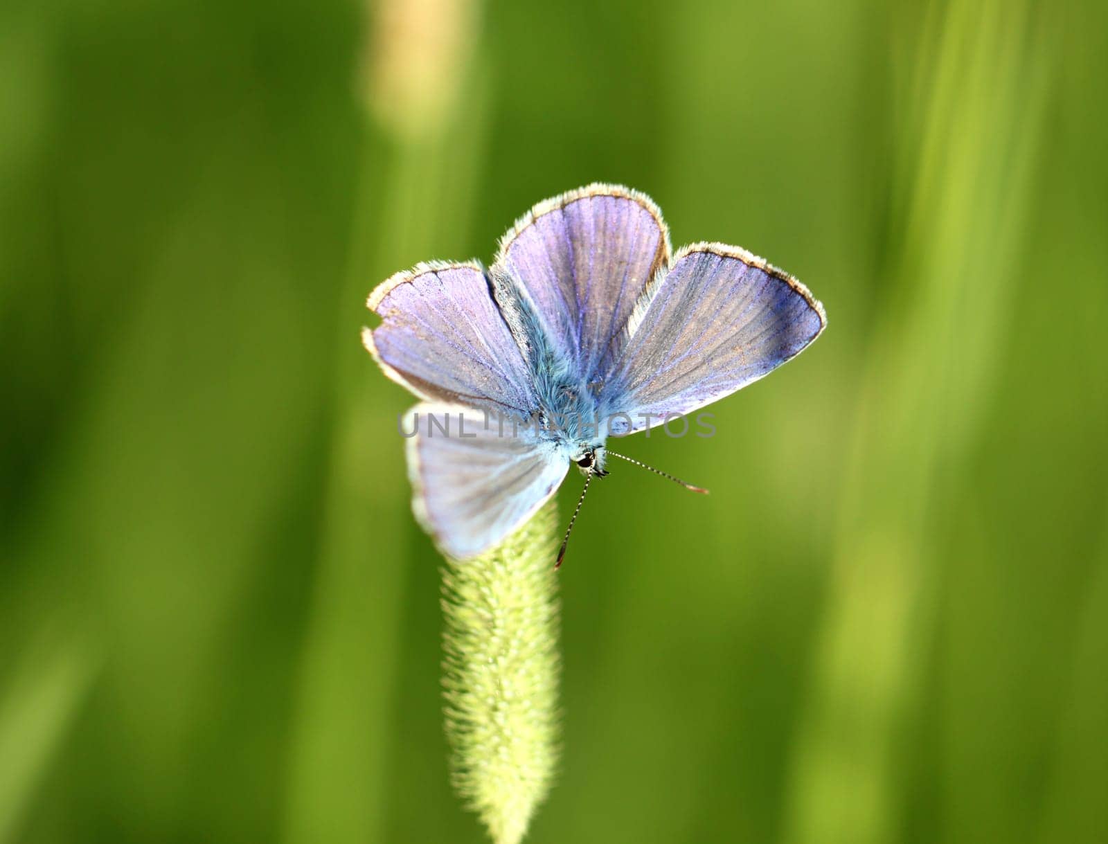 Common Blue butterfly - polyommatus icarus