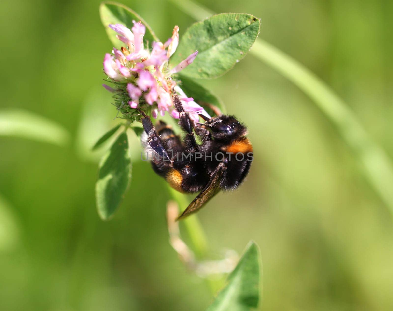 bumblebees on thistle macro crop