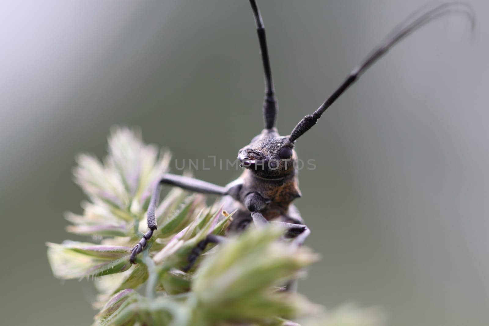 long-horned beetle closeup under natural conditions