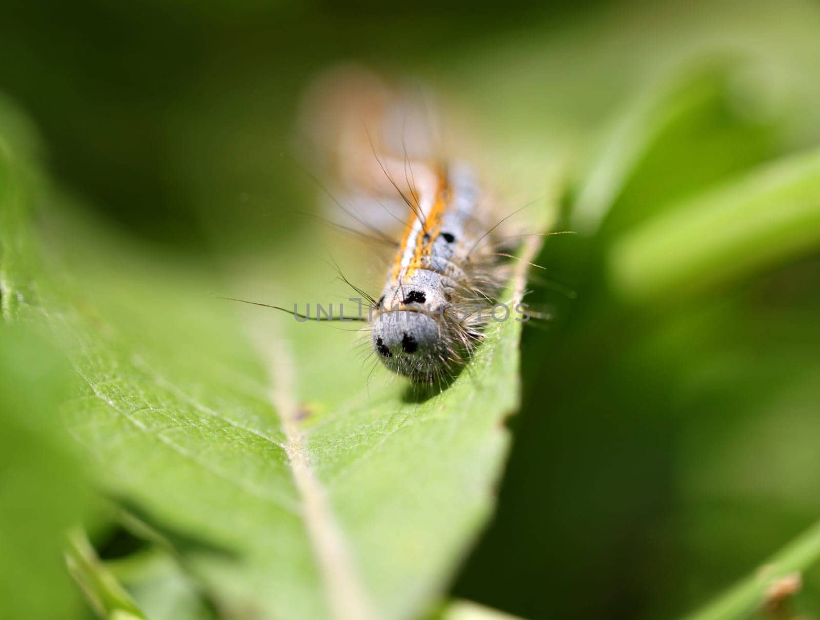 Caterpillar eating on green leaf