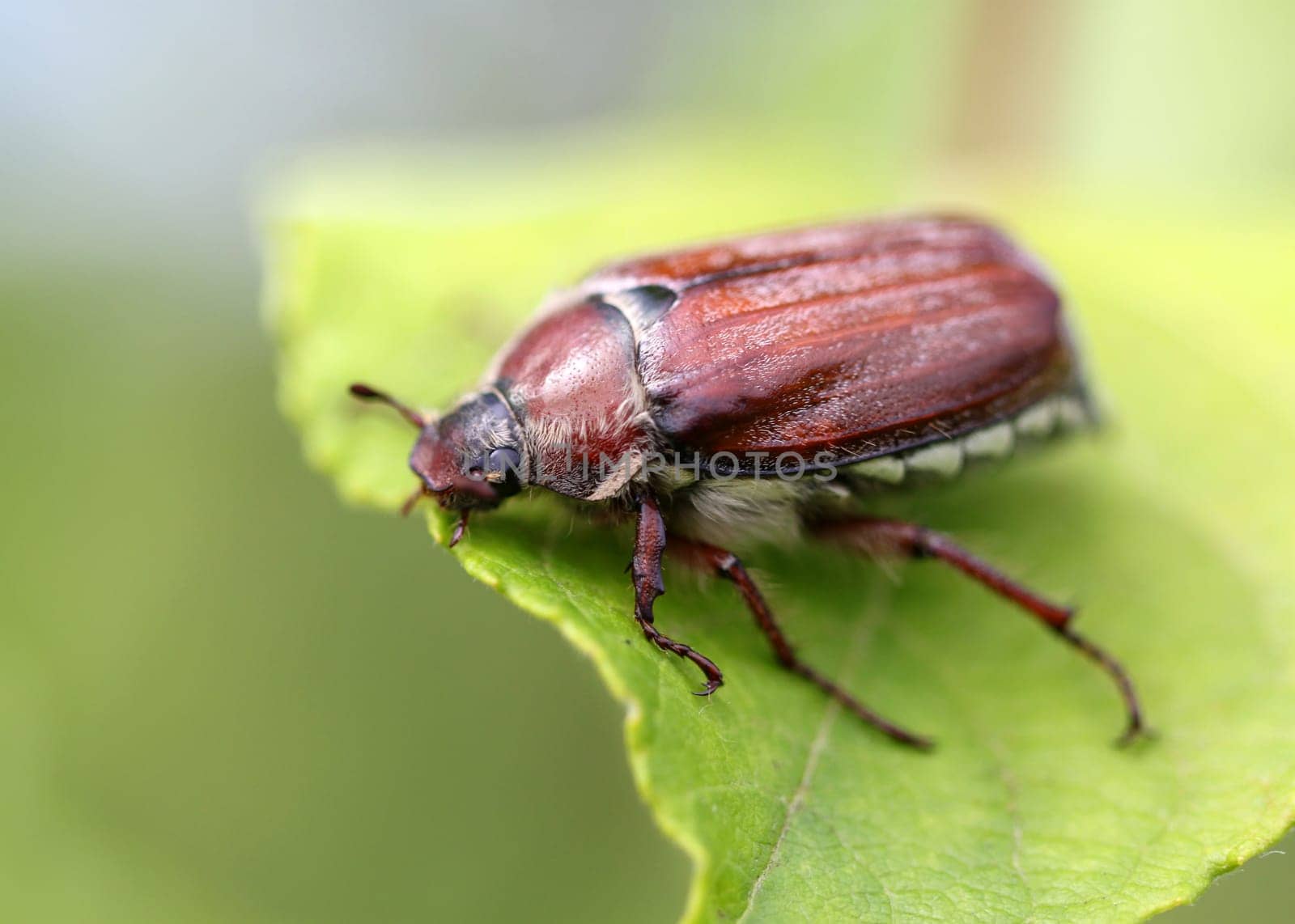 may beetle sitting on a twig with fresh leaves in grey back