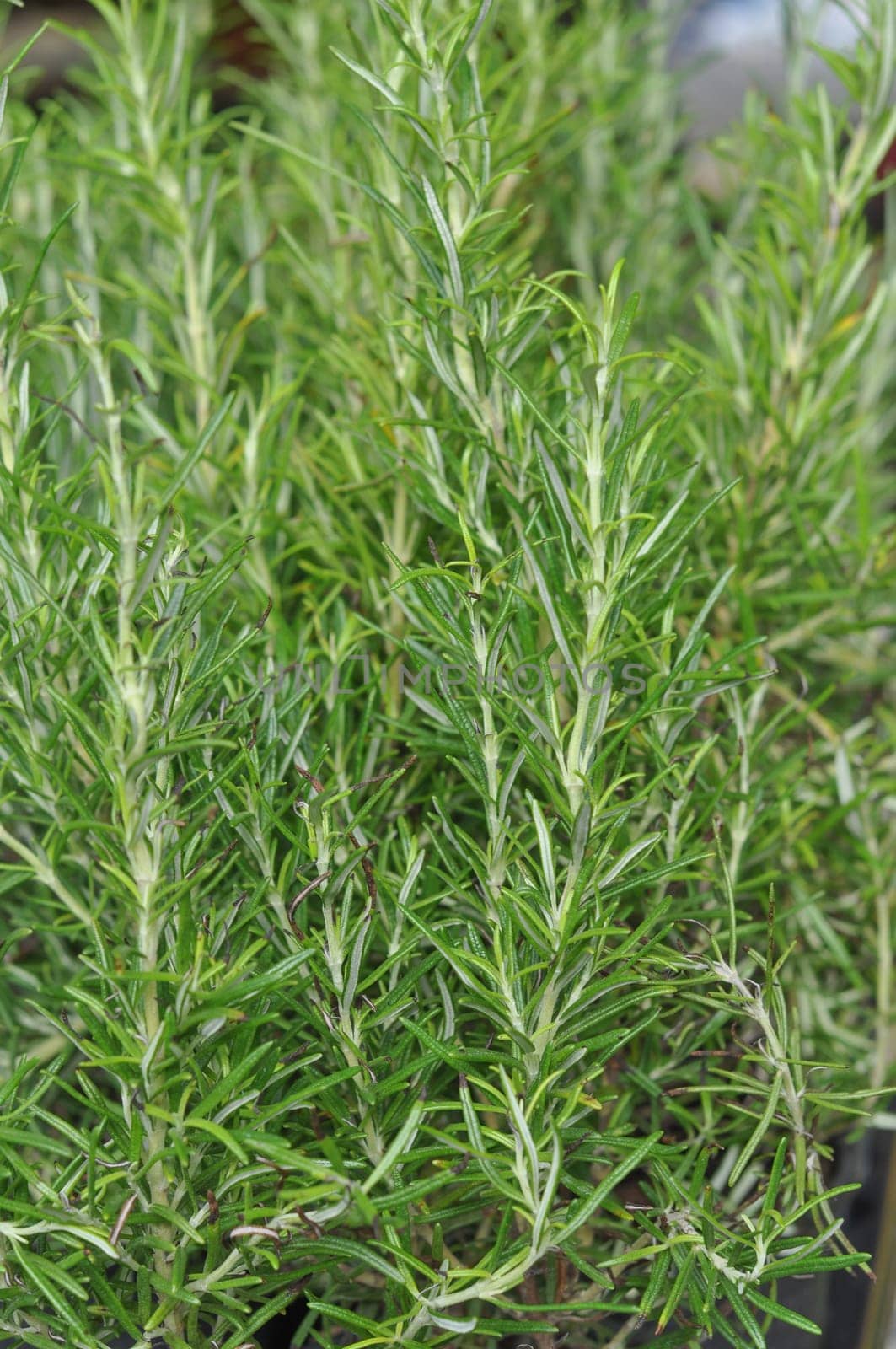 Rosemary Rosmarinus officinalis perennial herb with fragrant evergreen leaves
