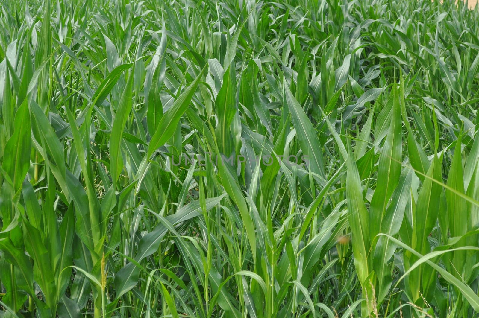 Maize plants also known as corn plants