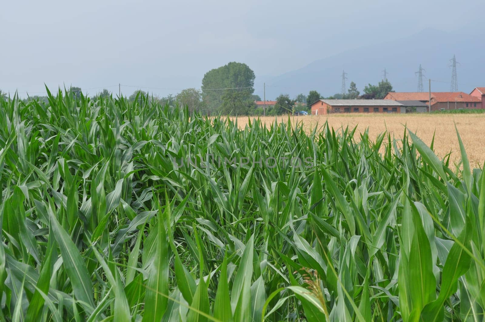 Maize plants also known as corn plants