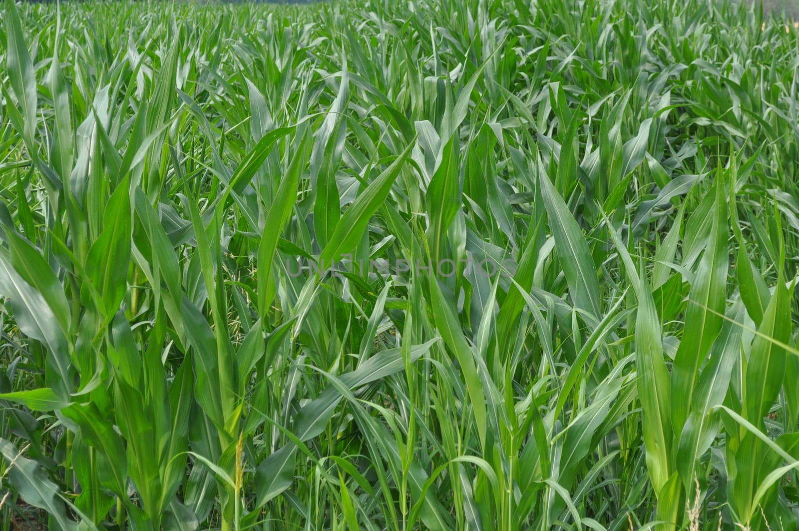 Maize plants also known as corn plants