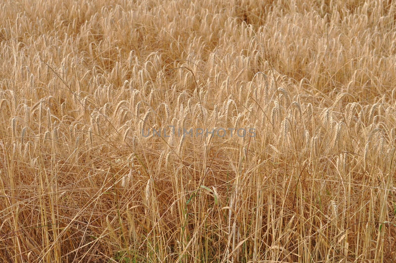 Triticum wheat cereal grain plant food plant