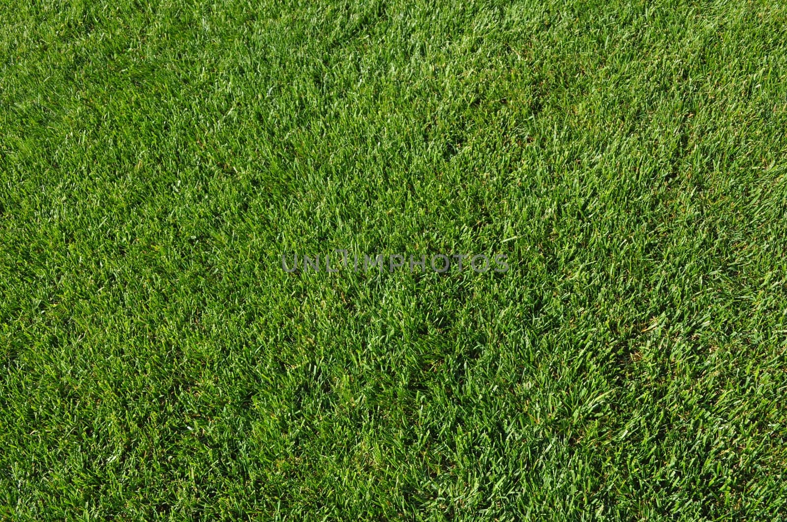Green grass in meadow or lawn useful as a background