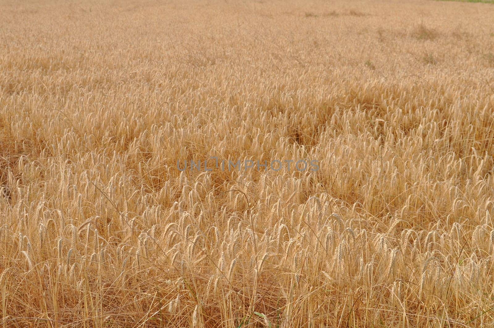 Triticum wheat cereal grain plant food plant