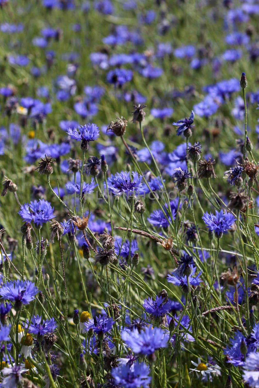 Cornflowers