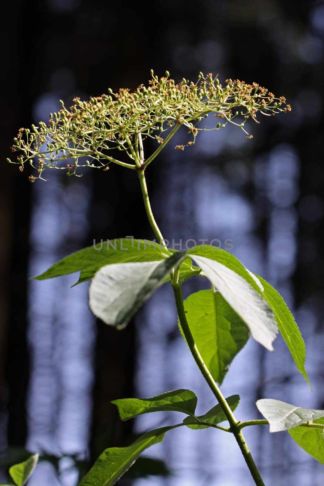 Faded elderberry umbel