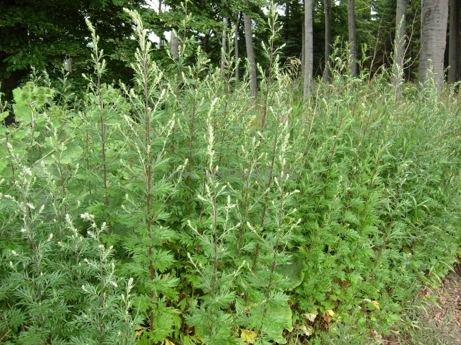 Mugwort at the edge of the forest