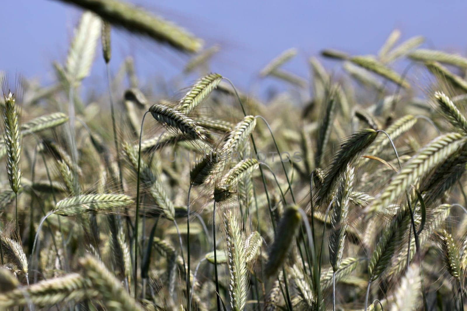 Triticale