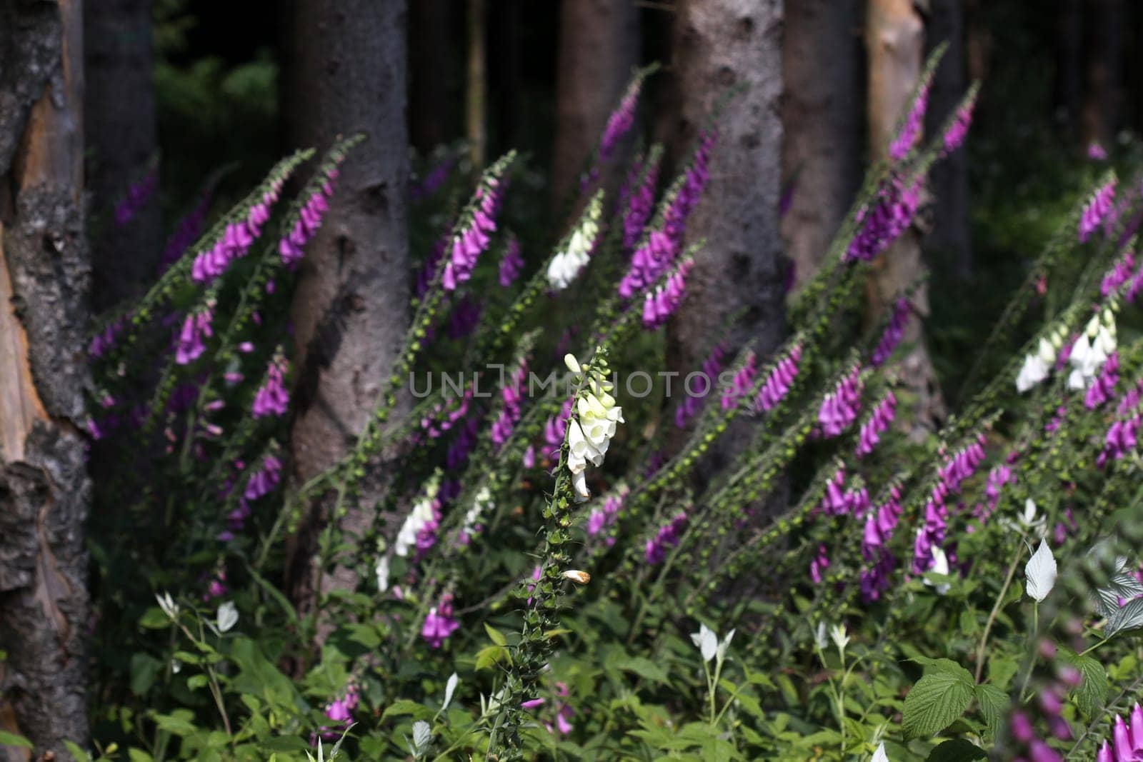 Red foxglove at the edge of the forest