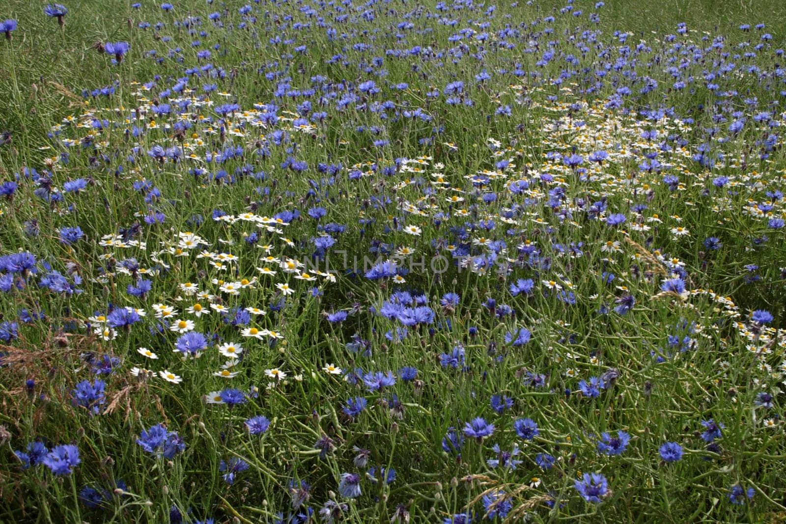 Cornflowers in a grain field