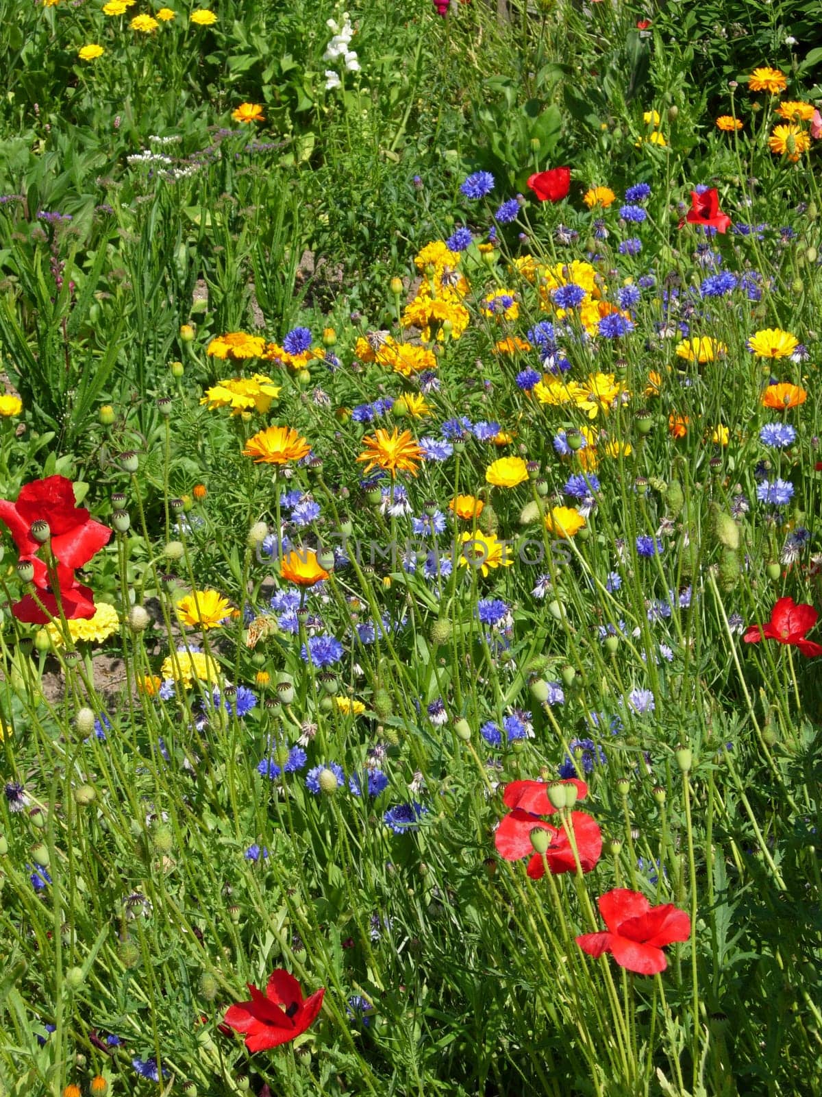 Flower garden in Alverdissen