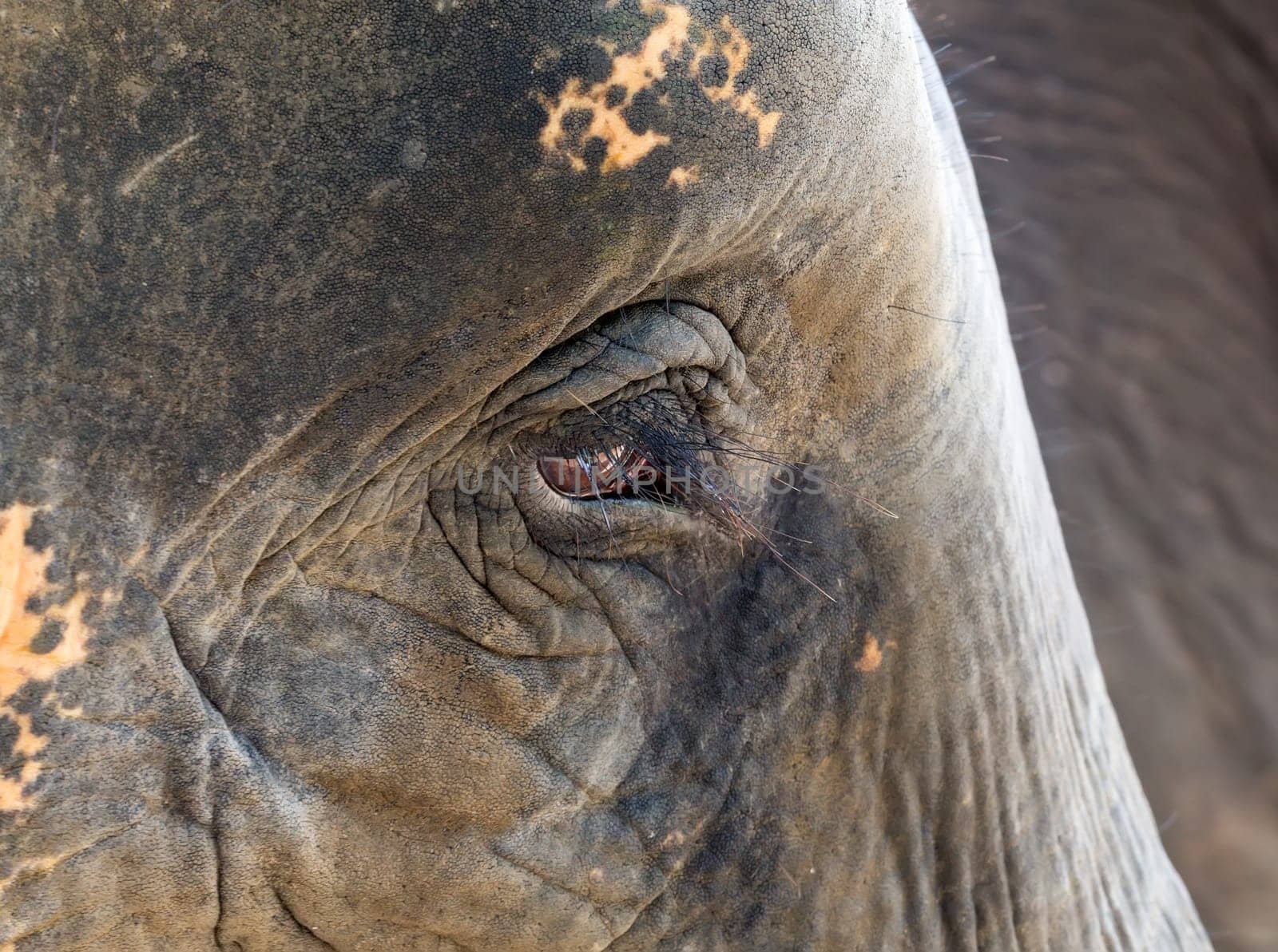face close-up of an African elephant