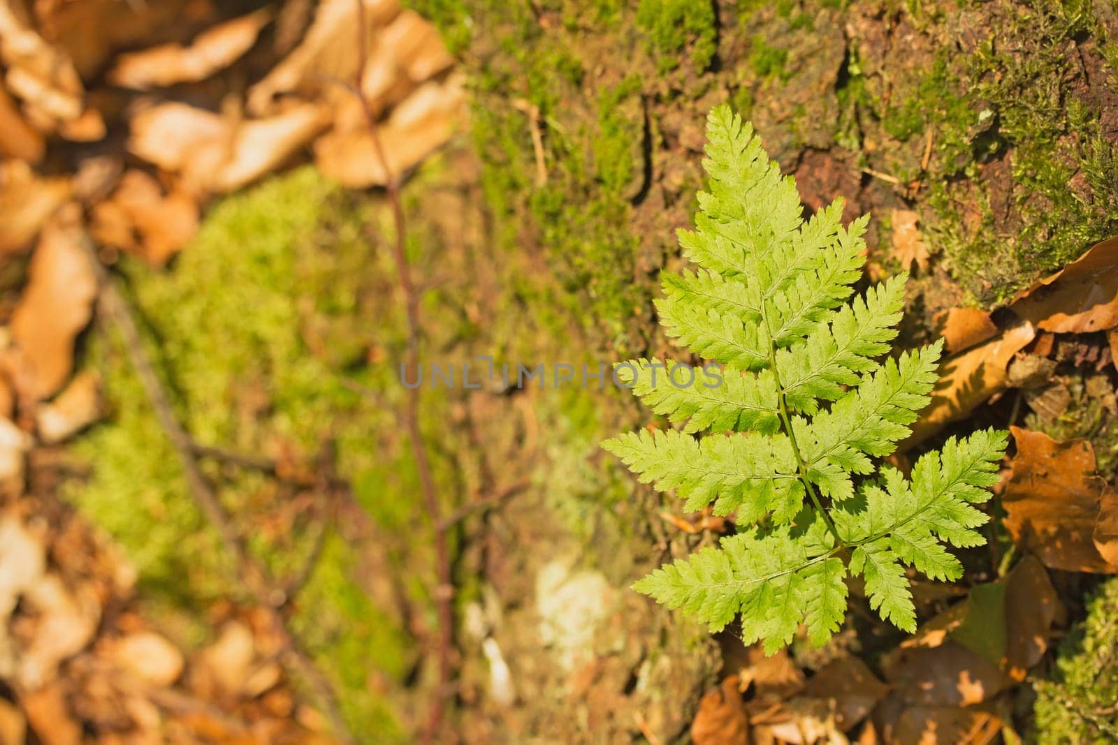 Small plant fern grows on a tree stump. On the right side of picture.
