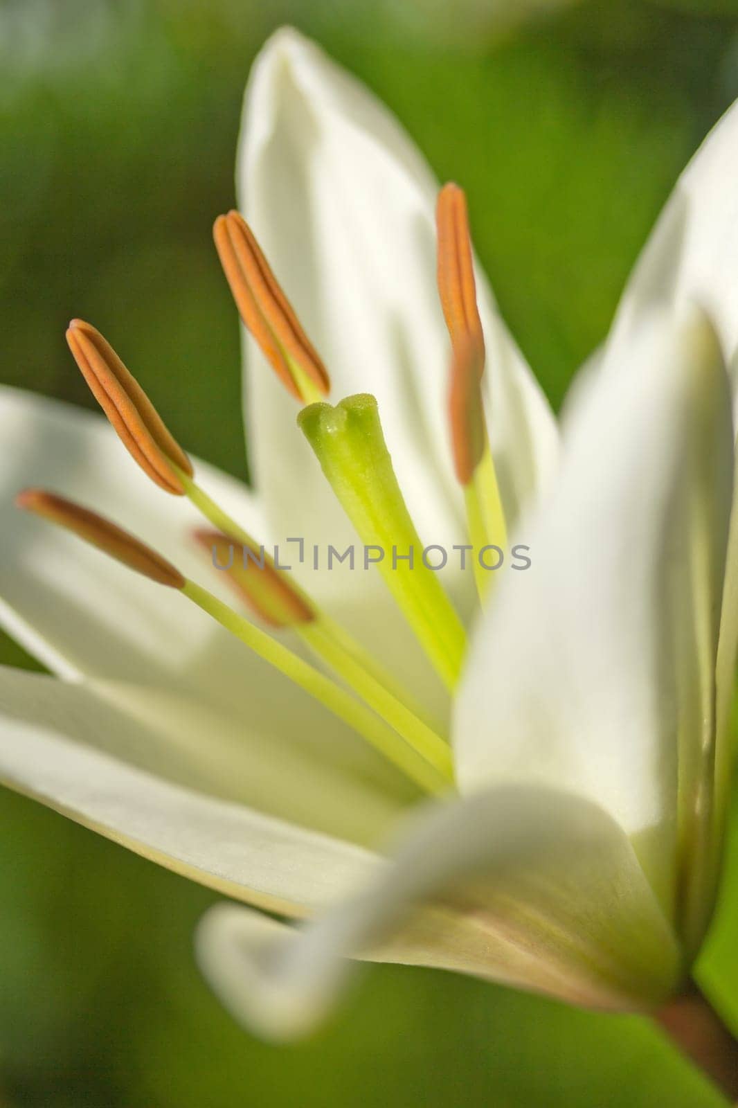 Detailed view of the white lily flower