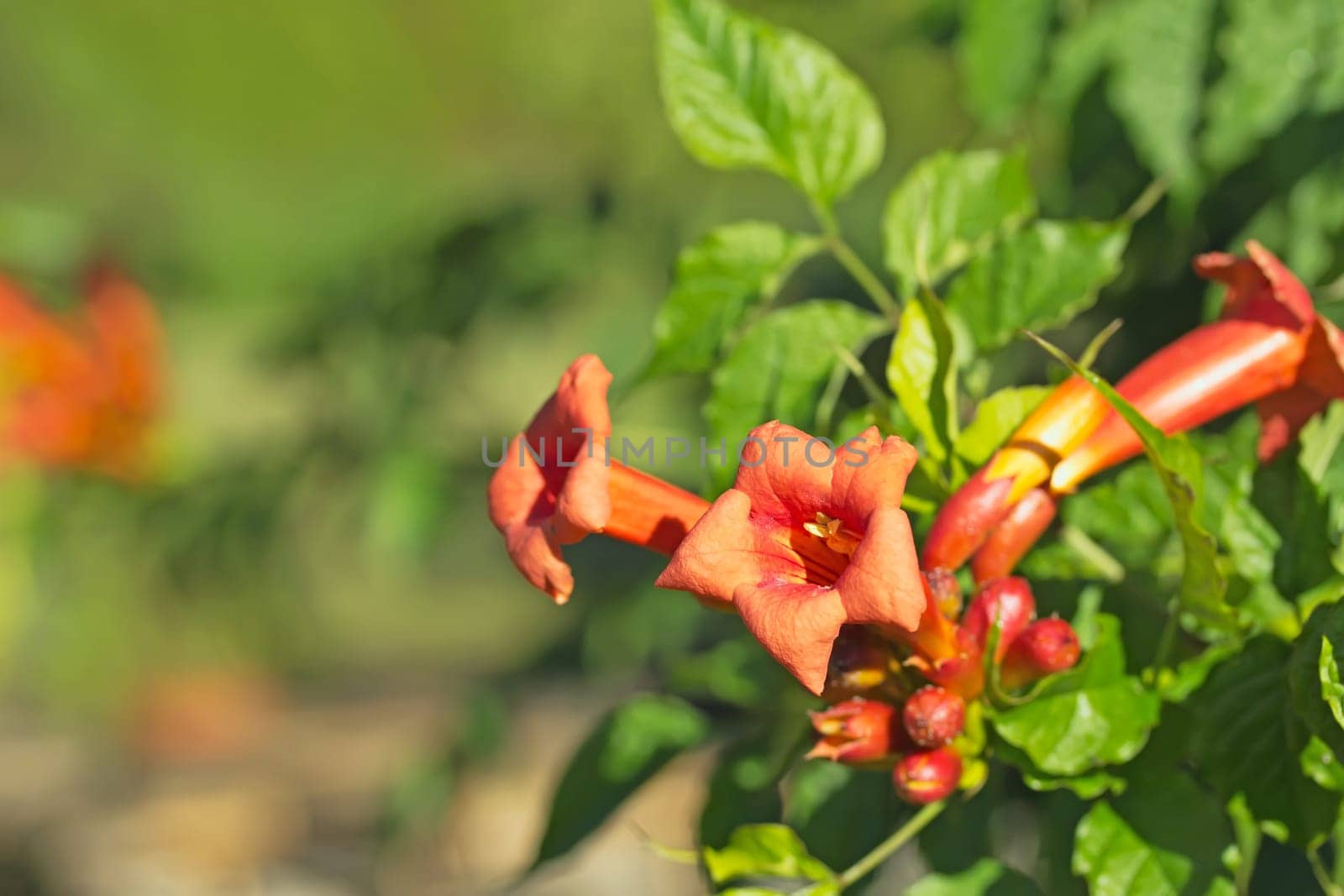 Detailed view of an orange trumpet flower