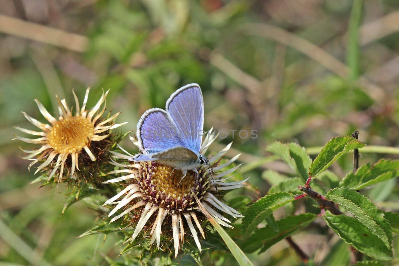 Polyommatus icarus on golden thistle