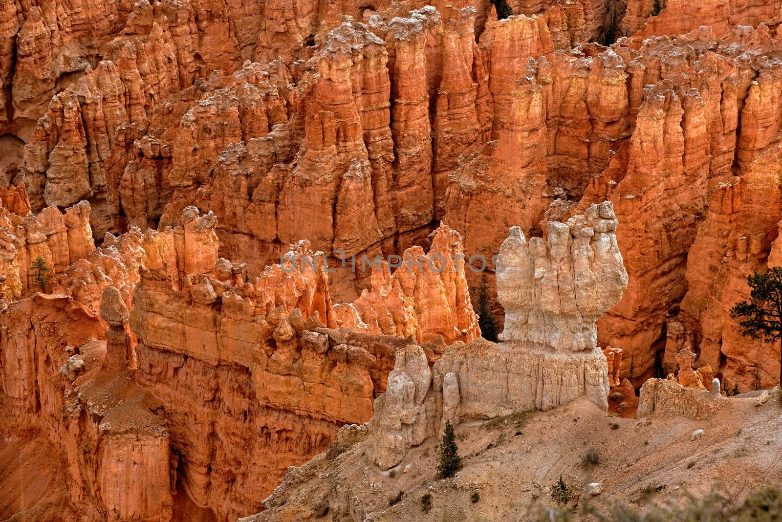View from Sunrise Point into the Queens Garden of Bryce Canyon,Utah,USA