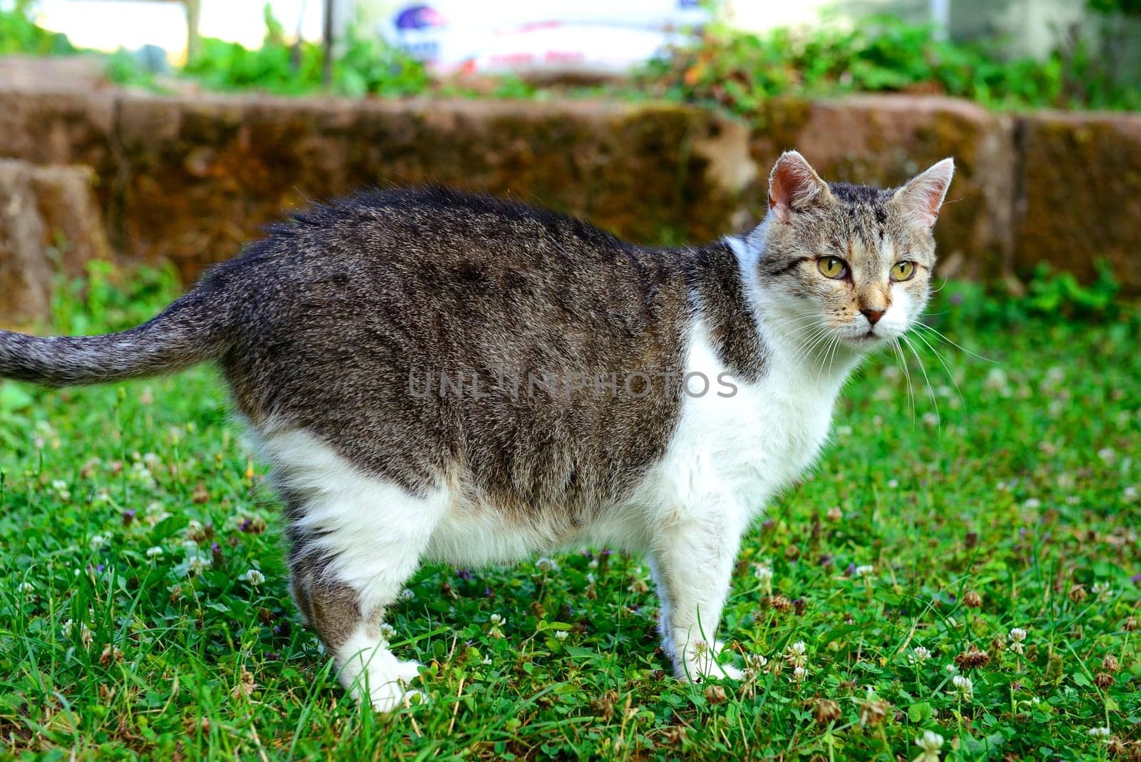 cat