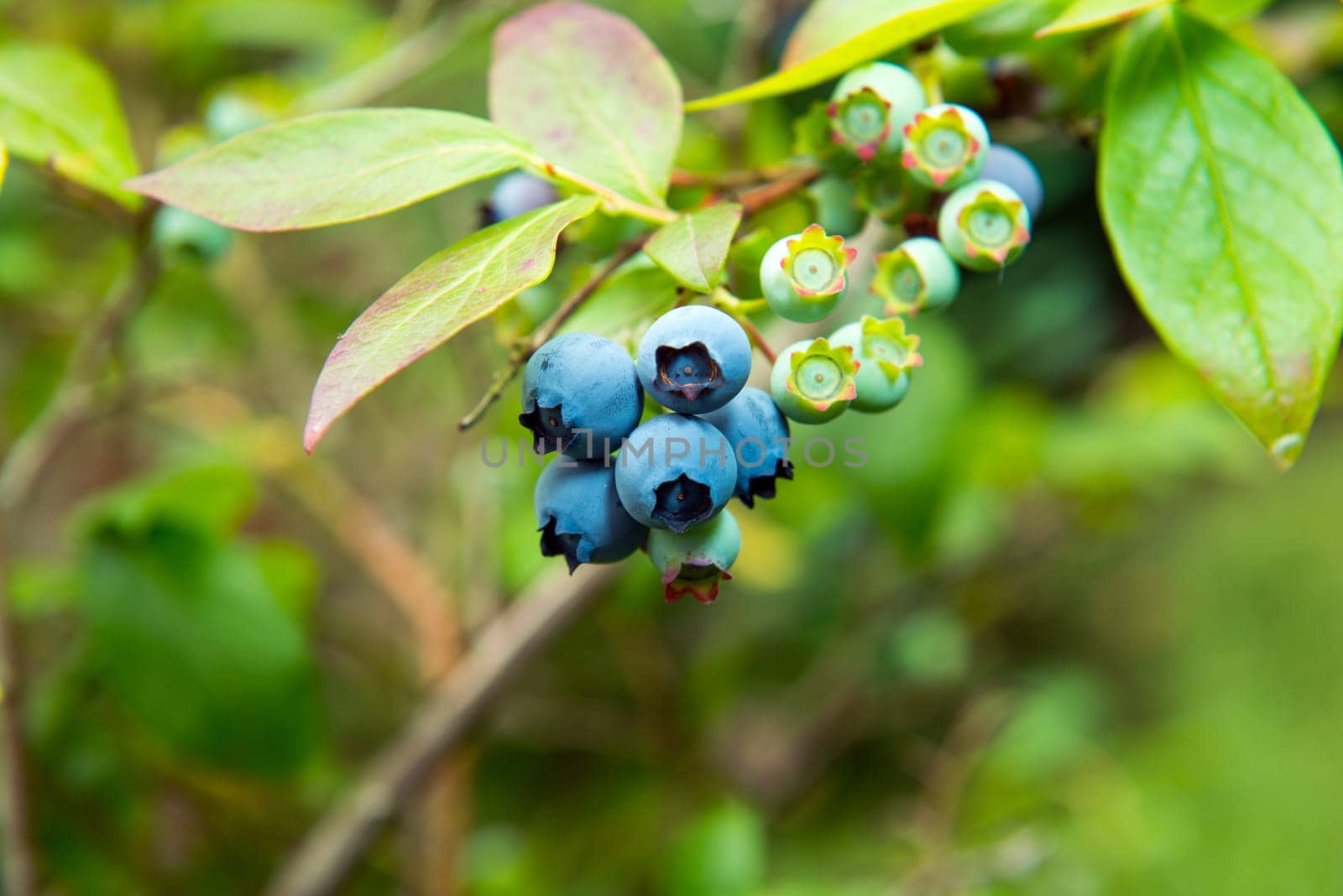 Blueberry