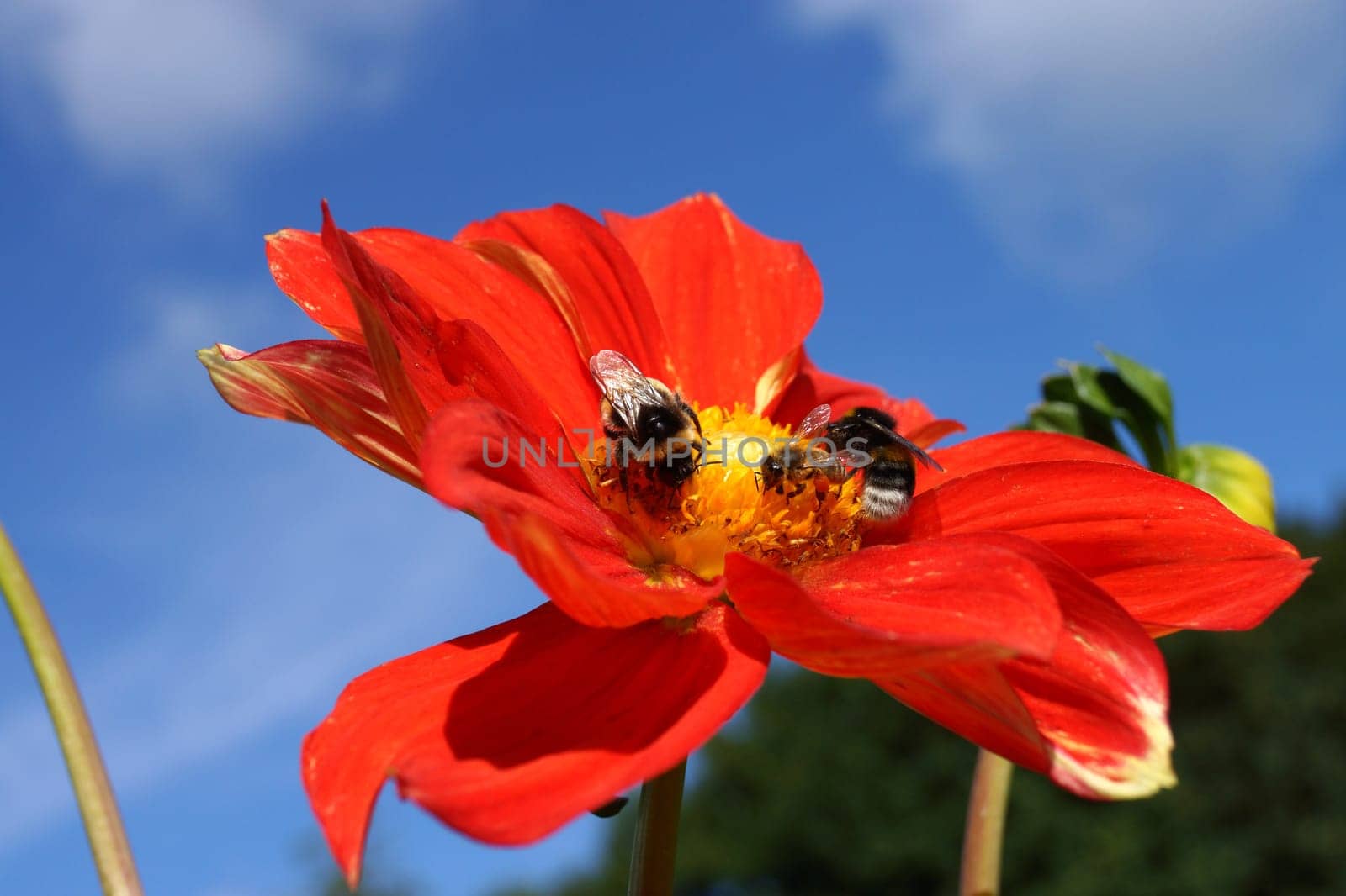 Insects on a red dahlia flower