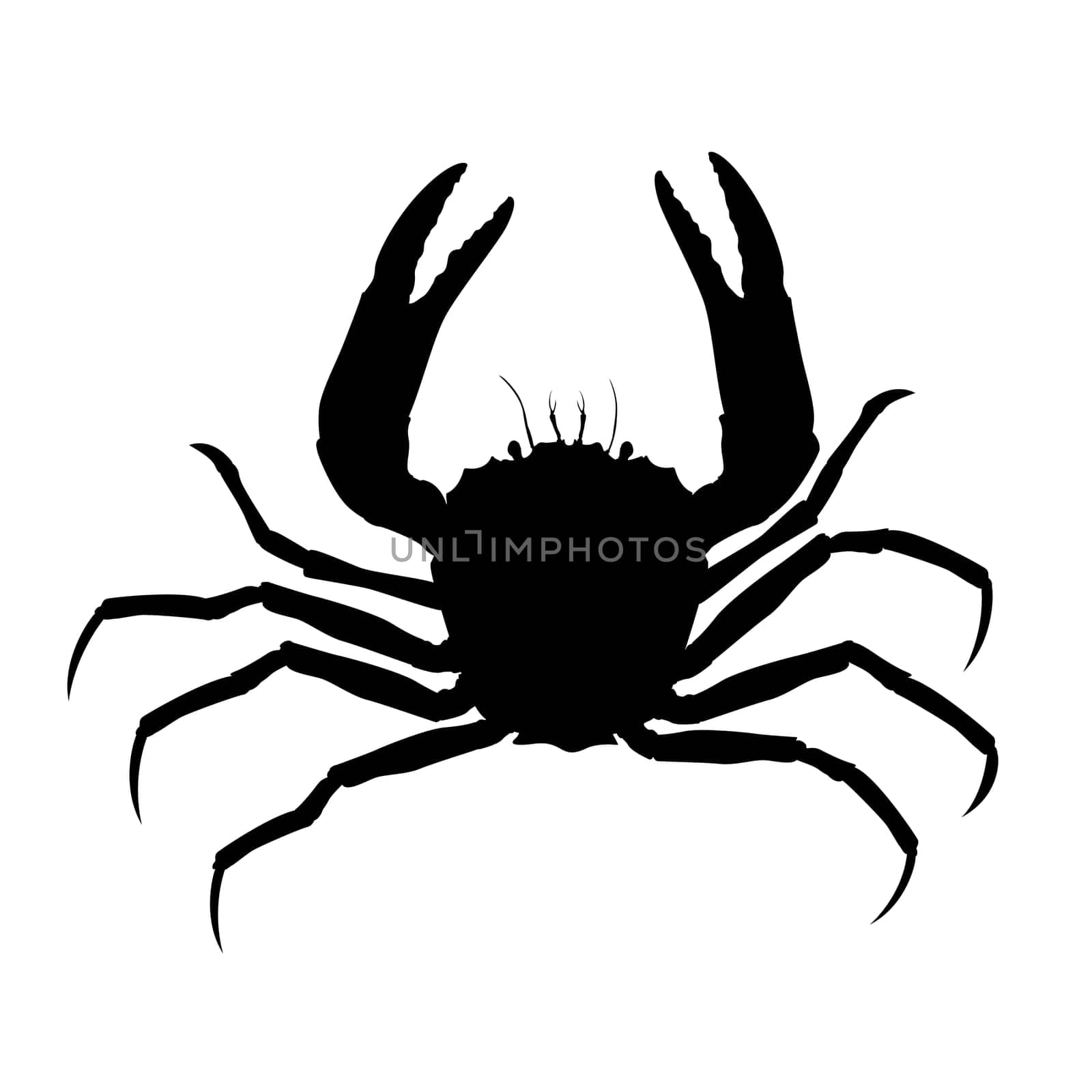 Crab silhouette, isolated object on white