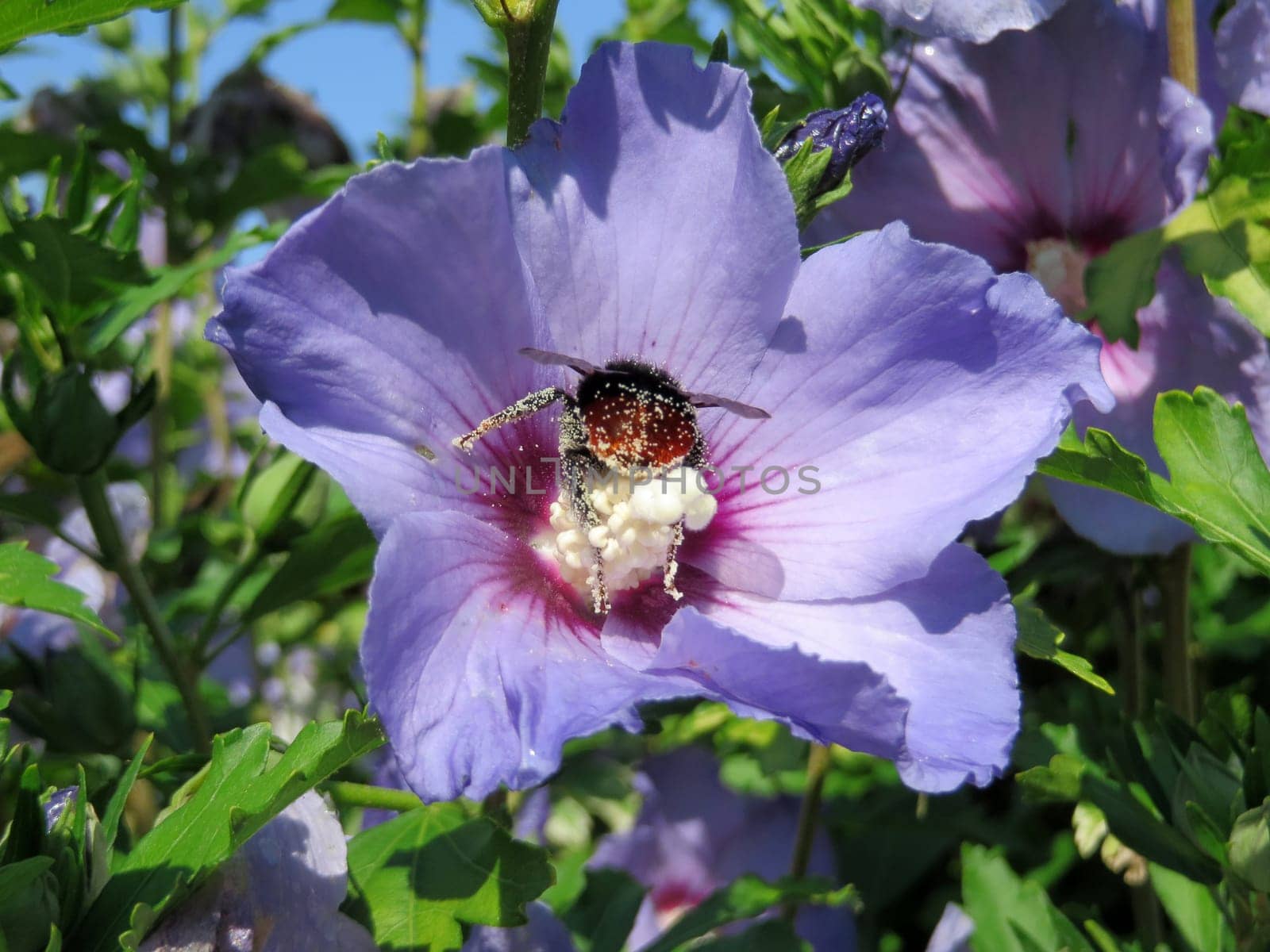 Shrub marshmallow - Hibiscus syriacus - Blue bird -
