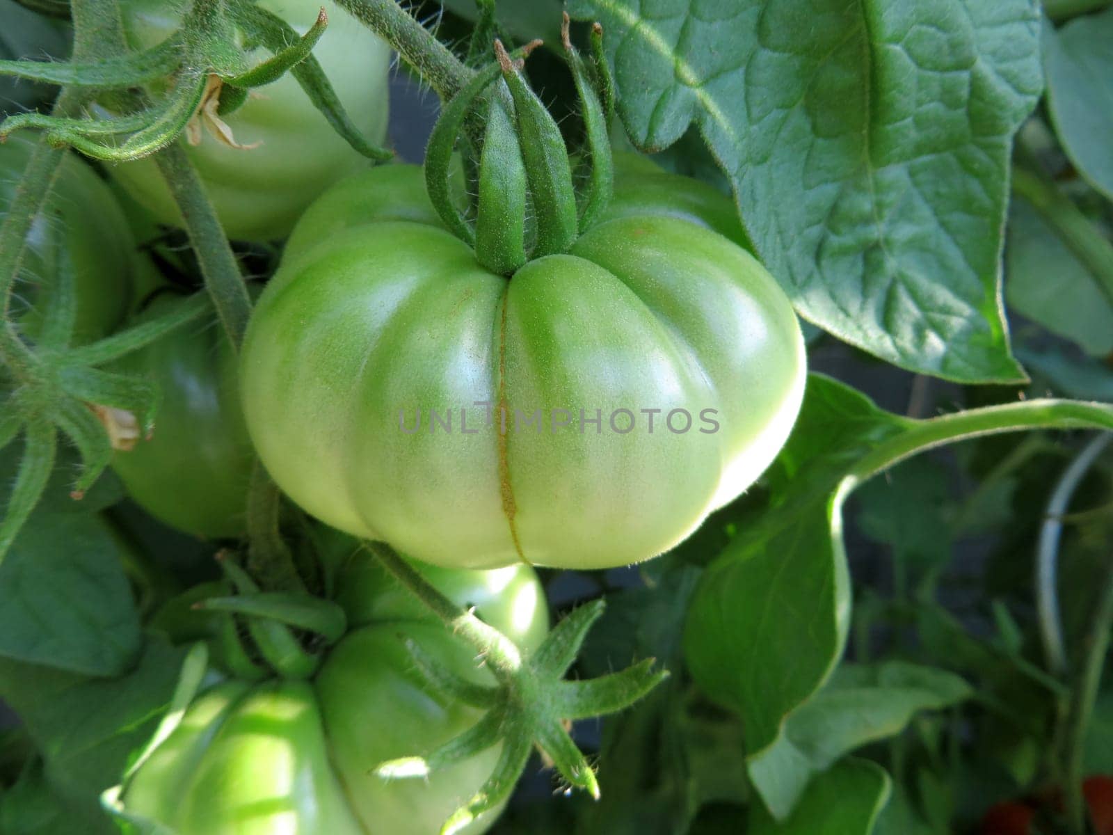 Tomato - Costoluto fiorentino