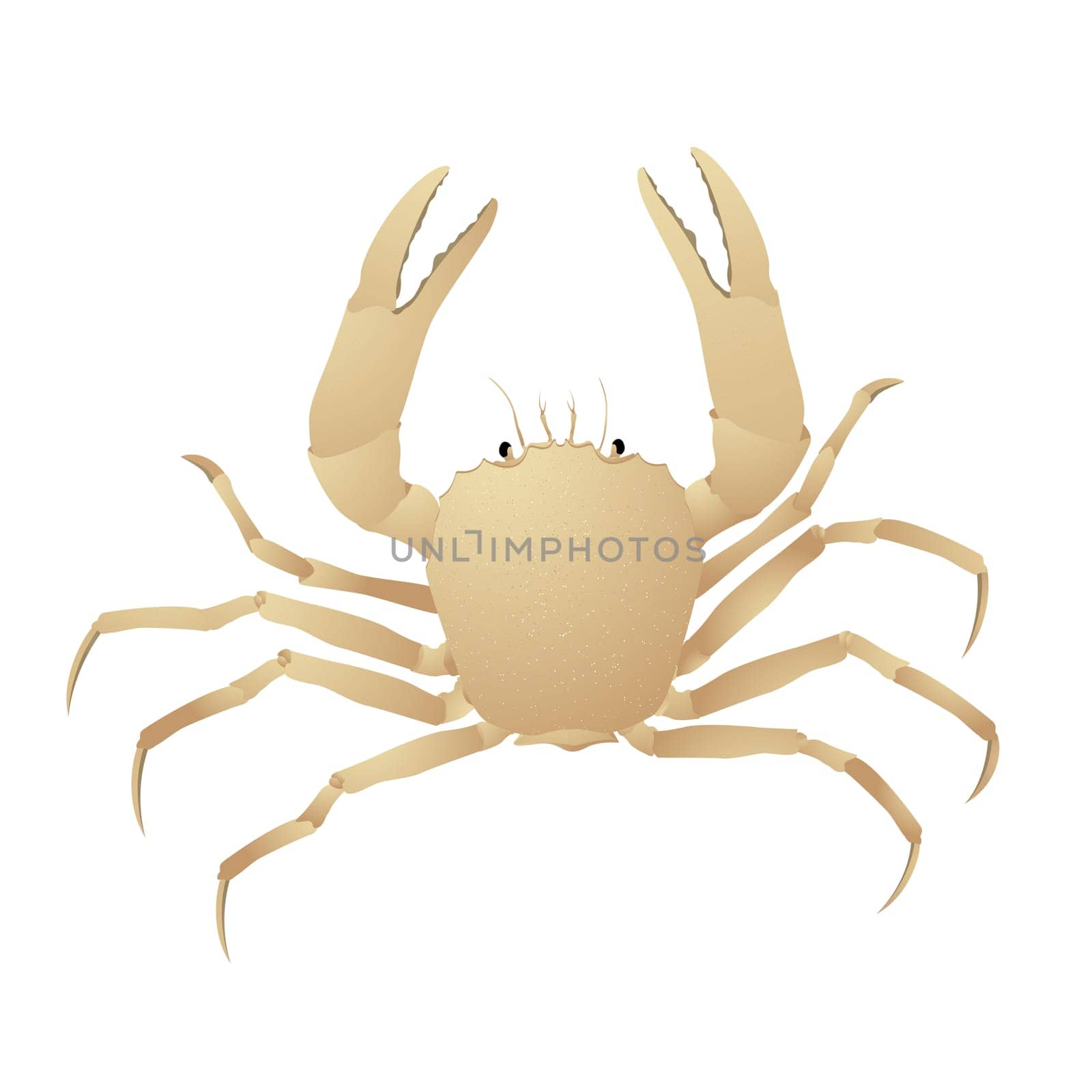 Crab, isolated object on white