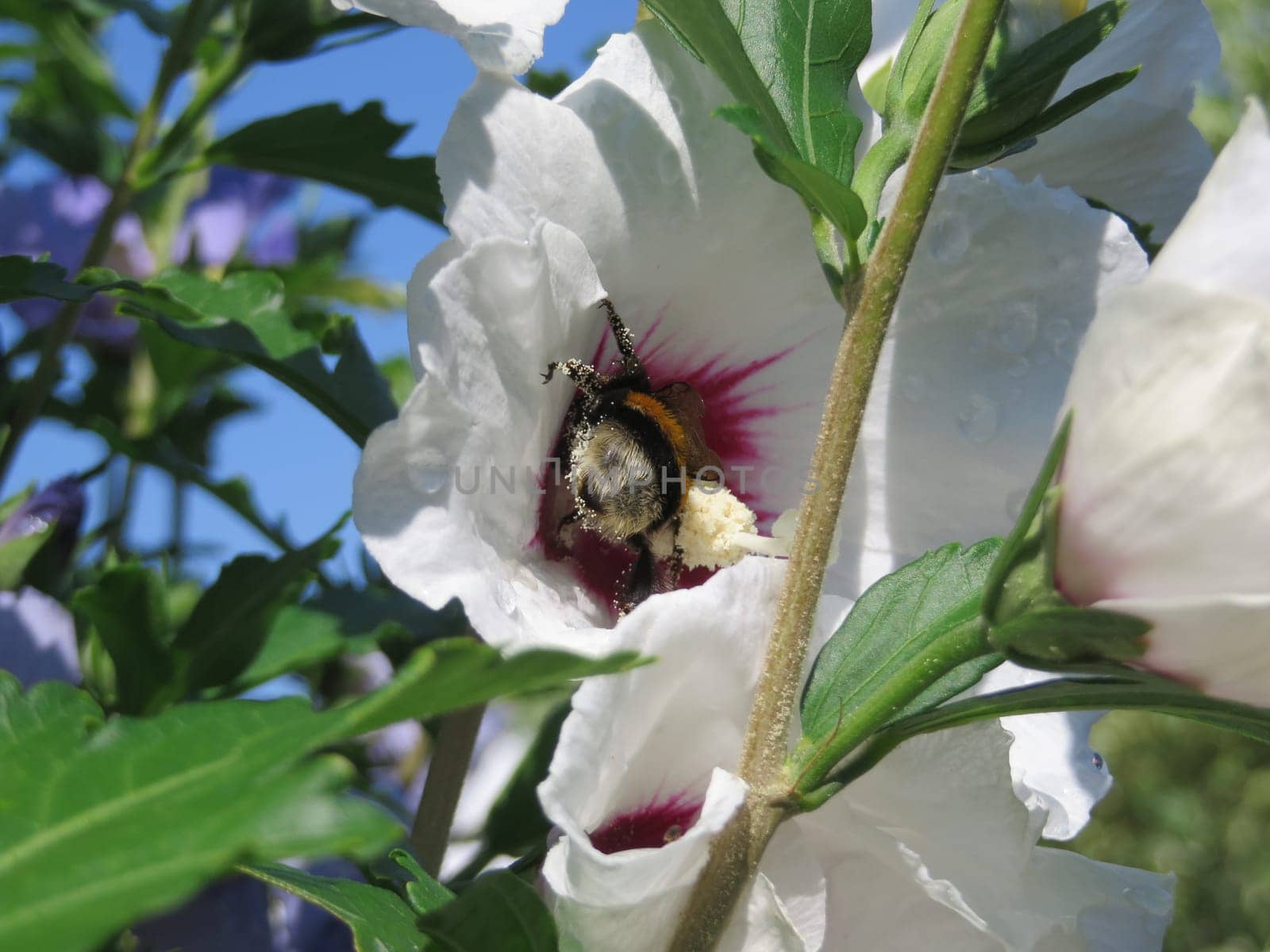 Shrub marshmallow - Hibiscus syriacus - Red heart -