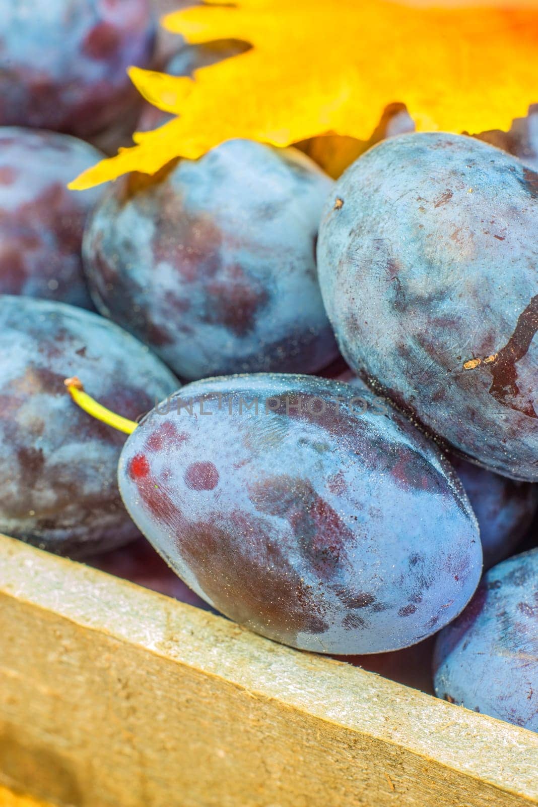 Fresh plums