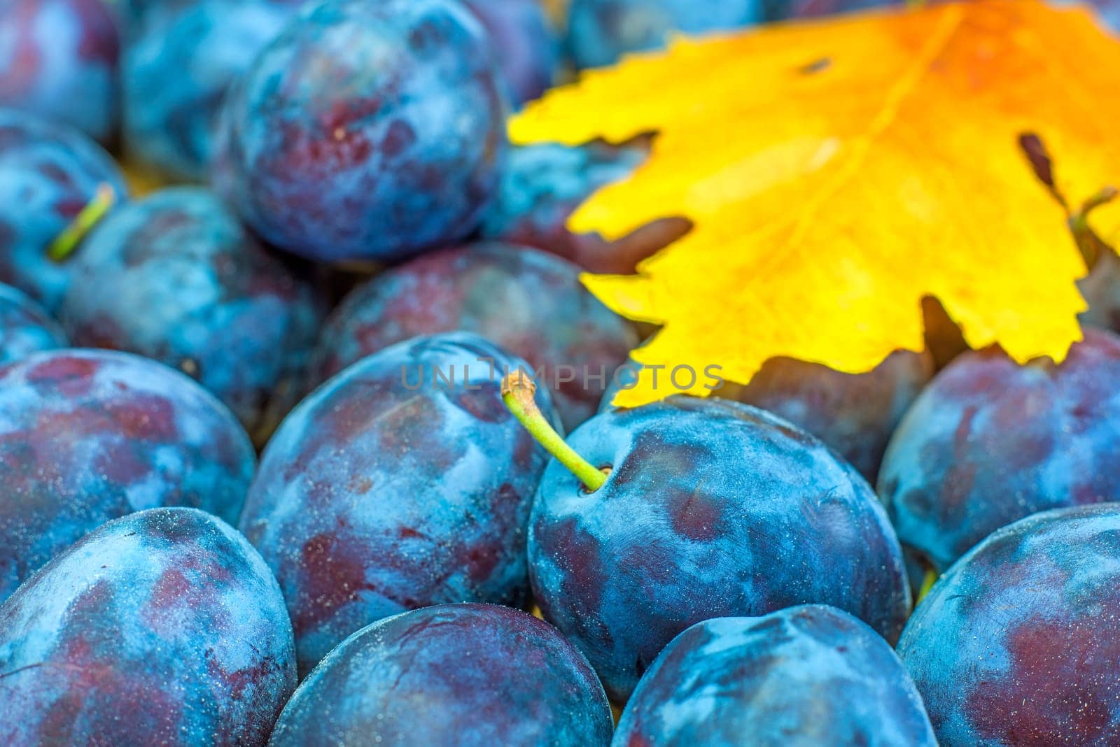 Fresh plums